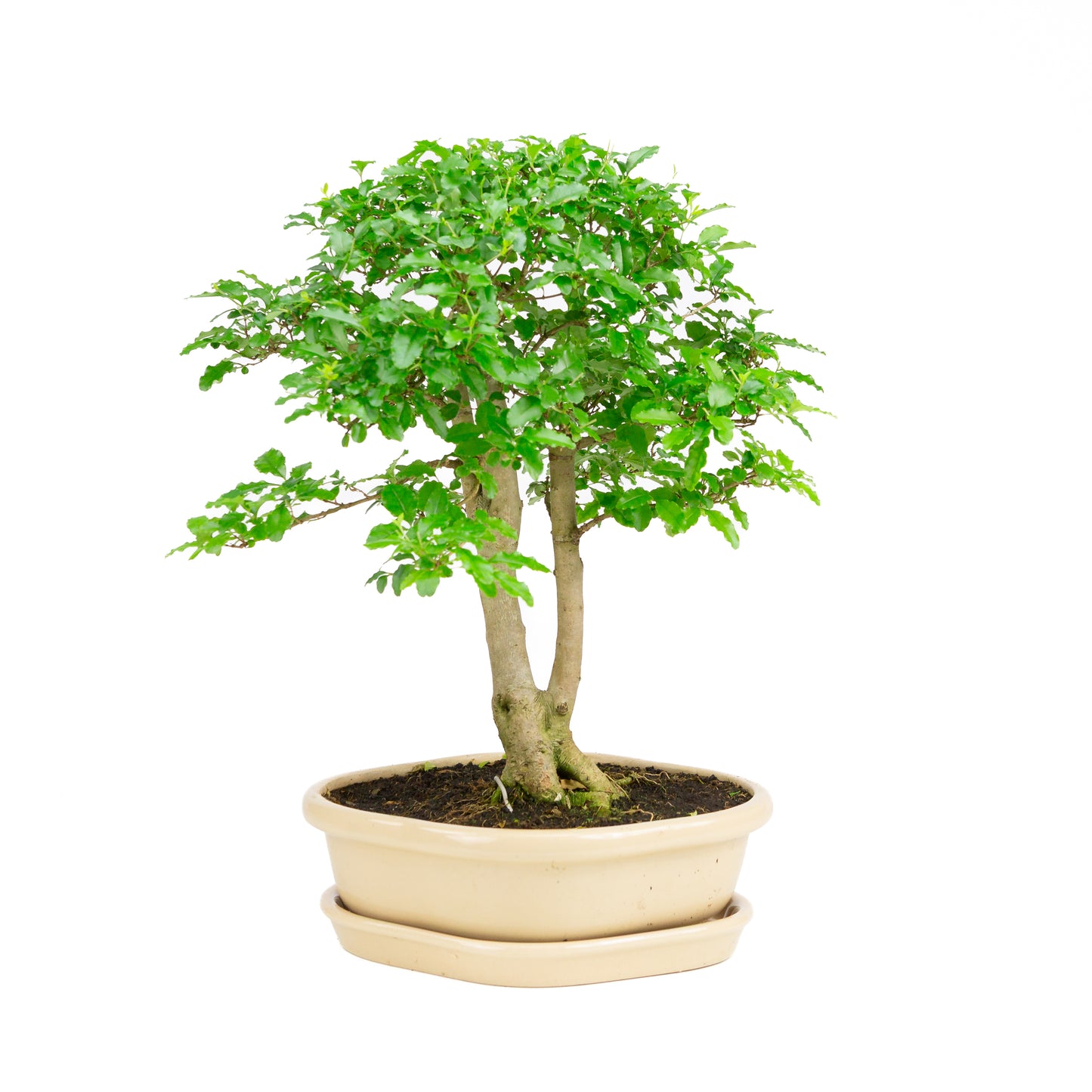 Ligustrum ovalifolium Bonsai im grünen Topf, 16 cm Durchmesser, Höhe ca. 32 cm