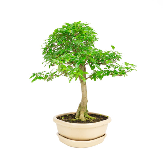 Ligustrum ovalifolium Bonsai im grünen Topf, 16 cm Durchmesser, Höhe ca. 32 cm