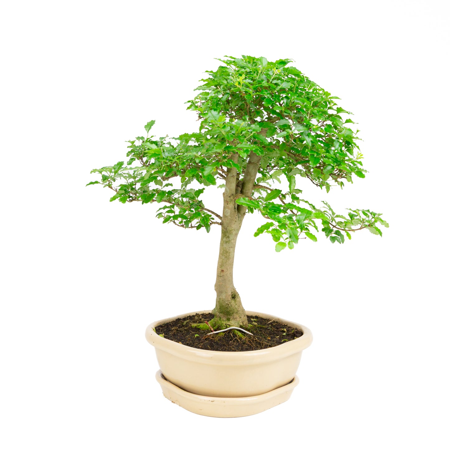 Ligustrum ovalifolium Bonsai im grünen Topf, 16 cm Durchmesser, Höhe ca. 32 cm