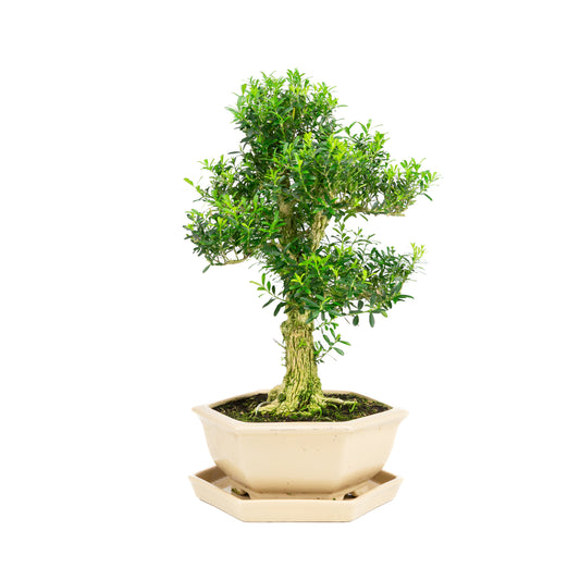 Buxus harlandii Bonsai im blauen Topf, 21 cm Durchmesser, Höhe ca. 36 cm (Kopie)