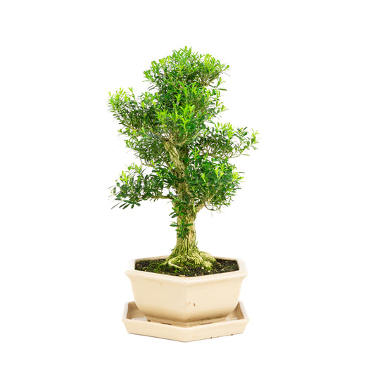 Buxus harlandii Bonsai im blauen Topf, 21 cm Durchmesser, Höhe ca. 36 cm (Kopie)