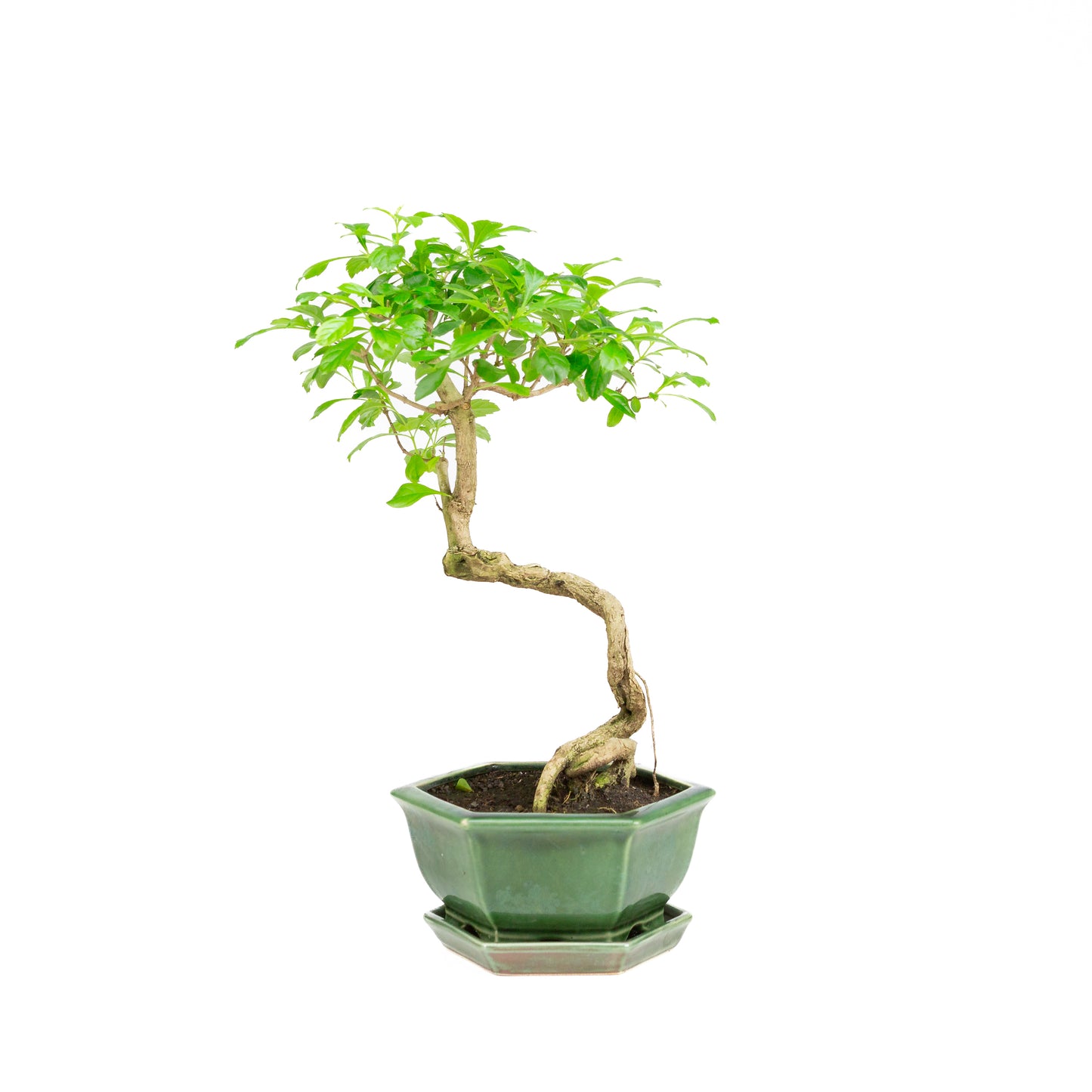 Durantha repens groene zeshoekige pot 18cm, hoogte ~39cm