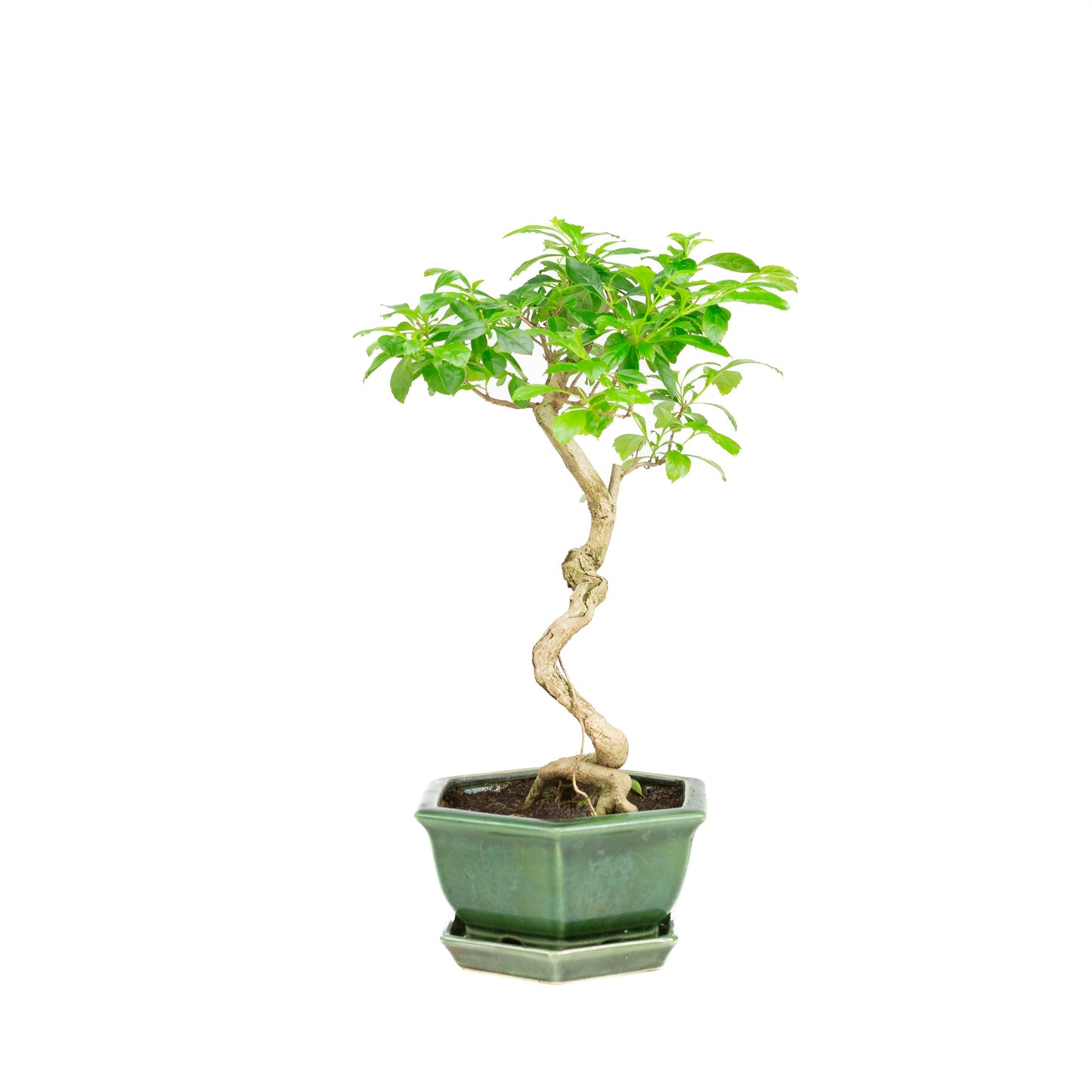 Durantha repens Bonsai in einer grünen Schale, 18 cm Durchmesser, Höhe ca. 39 cm