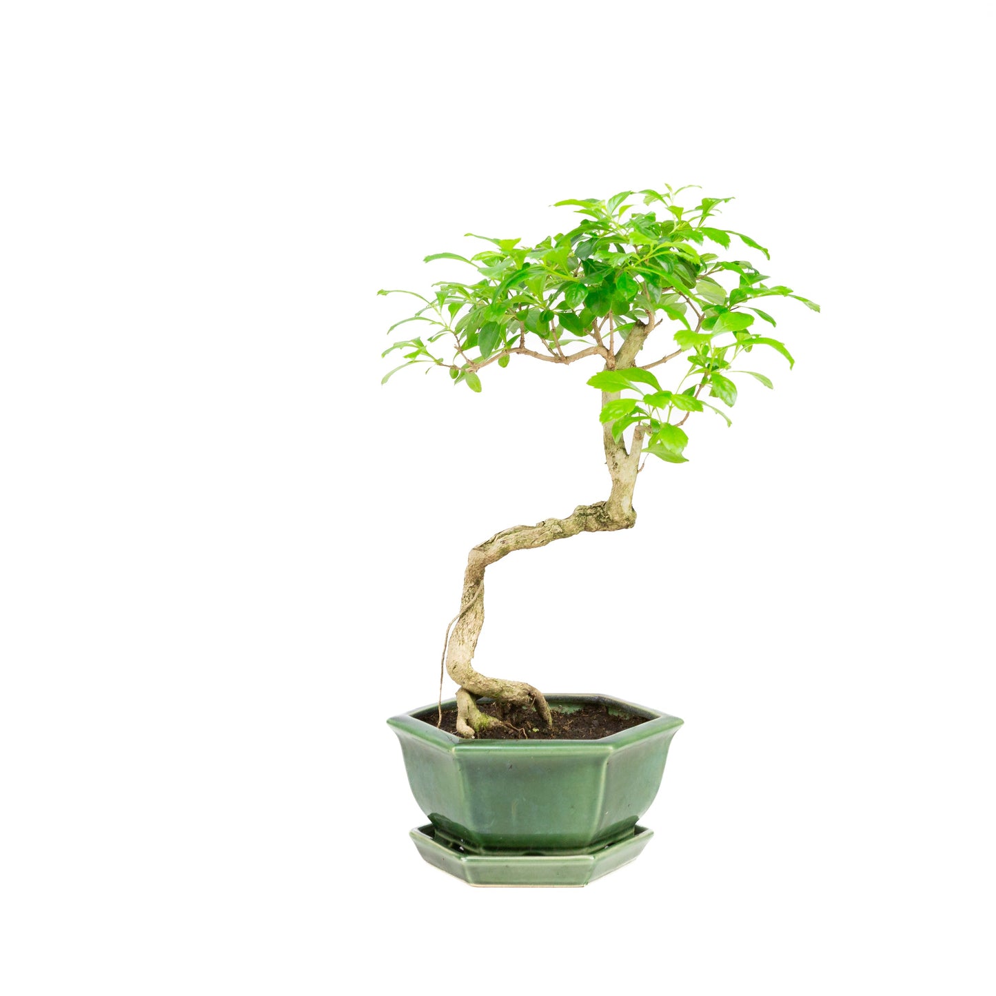 Durantha repens Bonsai in einer grünen Schale, 18 cm Durchmesser, Höhe ca. 39 cm