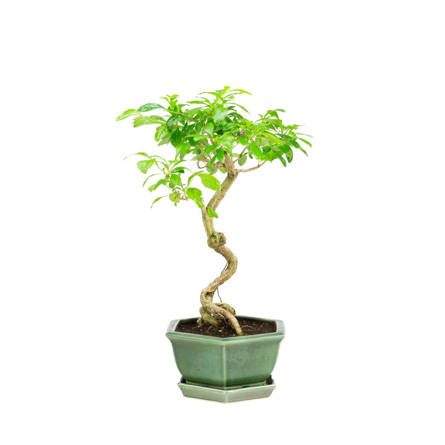 Durantha repens Bonsai in einer grünen Schale, 18 cm Durchmesser, Höhe ca. 39 cm