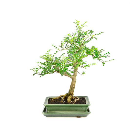 Zanthoxylum piperitum Bonsai im braunen Schale 20cm, Höhe ~30cm