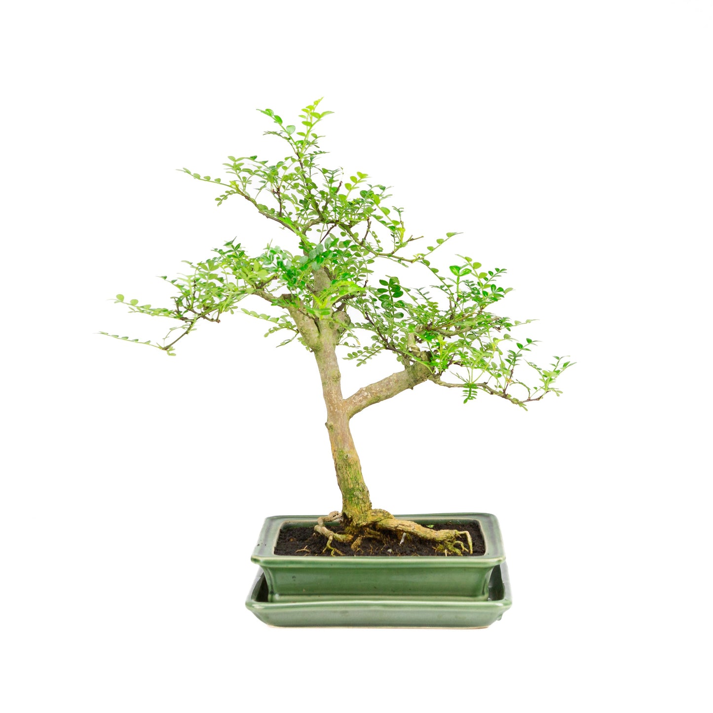 Zanthoxylum piperitum Bonsai in einer grünen Schale, 21 cm Durchmesser, Höhe ca. 40 cm