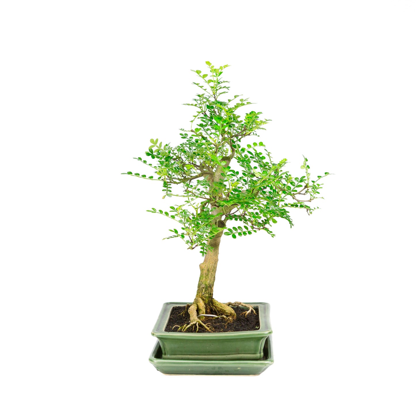 Zanthoxylum piperitum Bonsai in einer grünen Schale, 21 cm Durchmesser, Höhe ca. 40 cm
