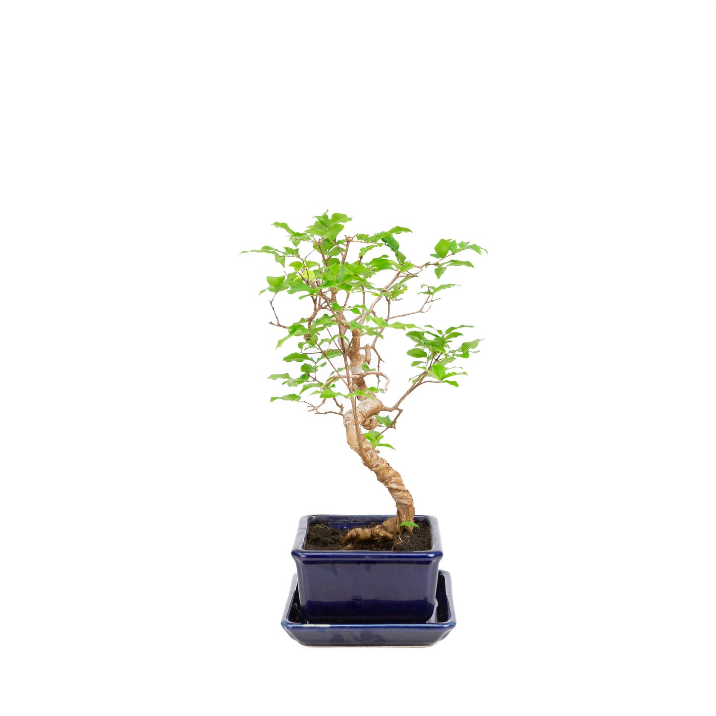 Syzygium-Bonsai in einer blauen Schale, 15 cm Durchmesser, Höhe ca. 33 cm