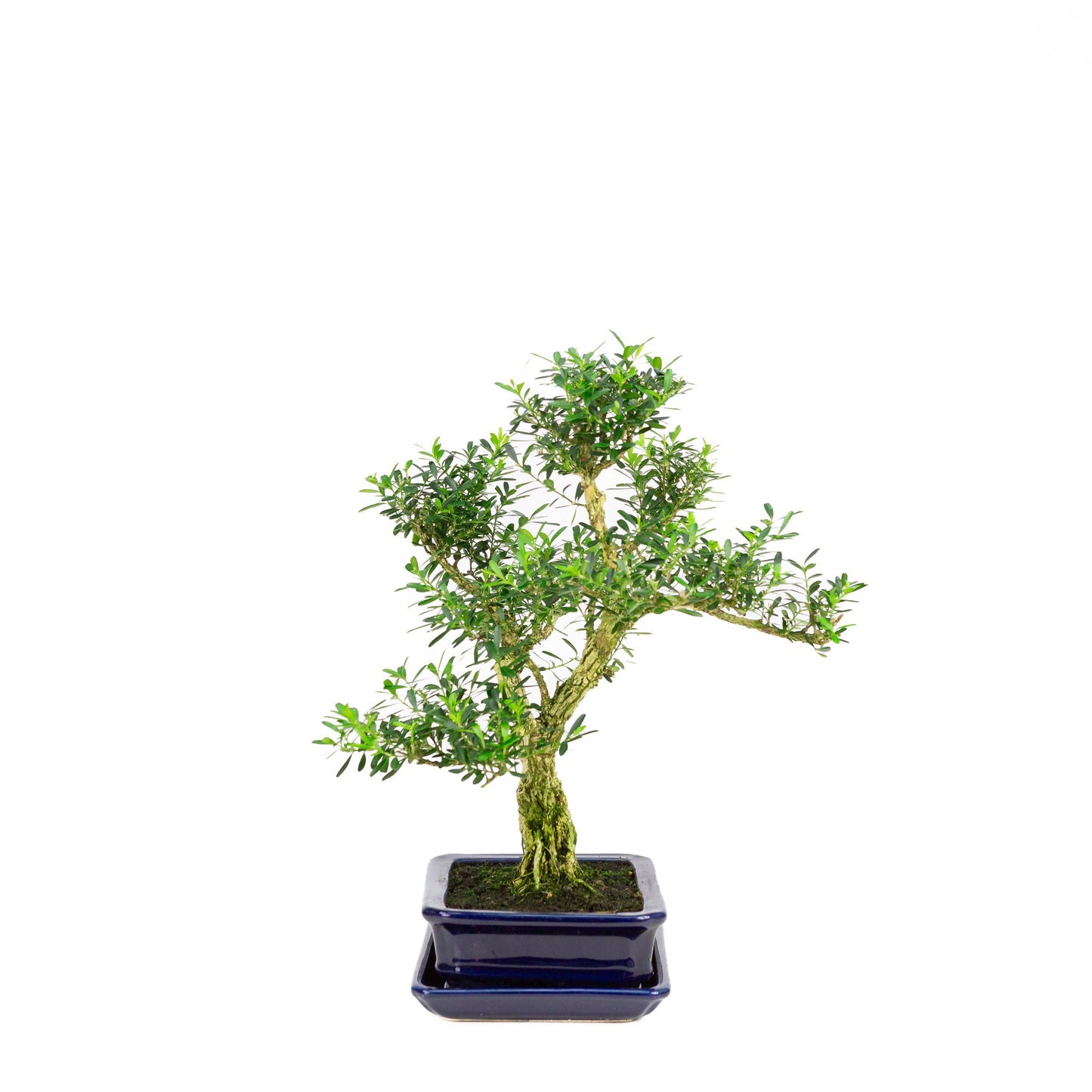 Buxus harlandii Bonsai in einer blauen Schale, 17 cm hoch, Gesamthöhe ca. 34 cm