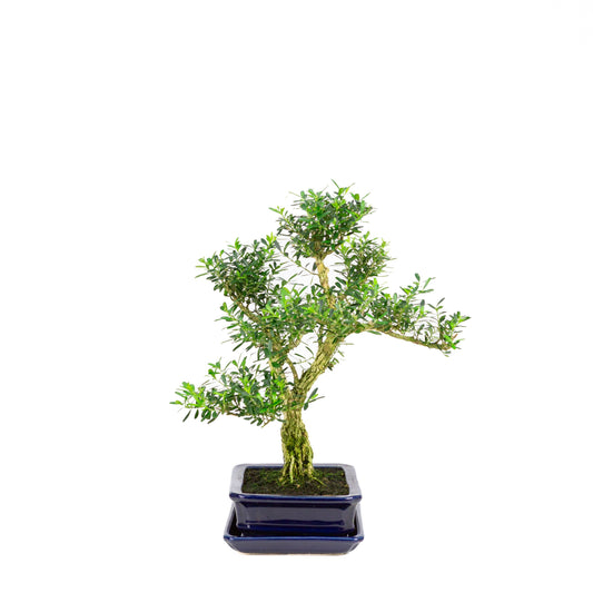 Buxus harlandii Bonsai in einer blauen Schale, 17 cm hoch, Gesamthöhe ca. 34 cm