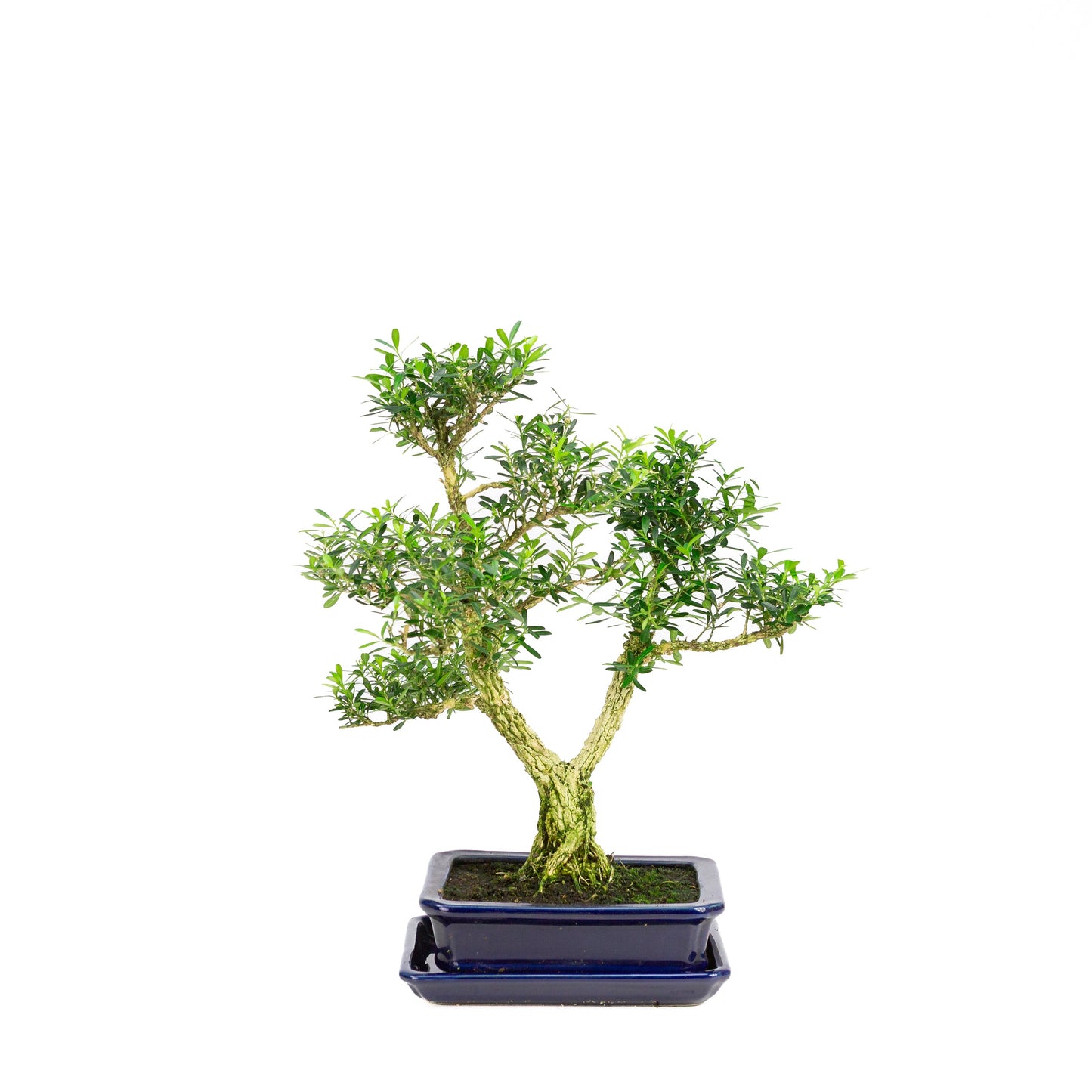 Buxus harlandii Bonsai in einer blauen Schale, 17 cm hoch, Gesamthöhe ca. 34 cm