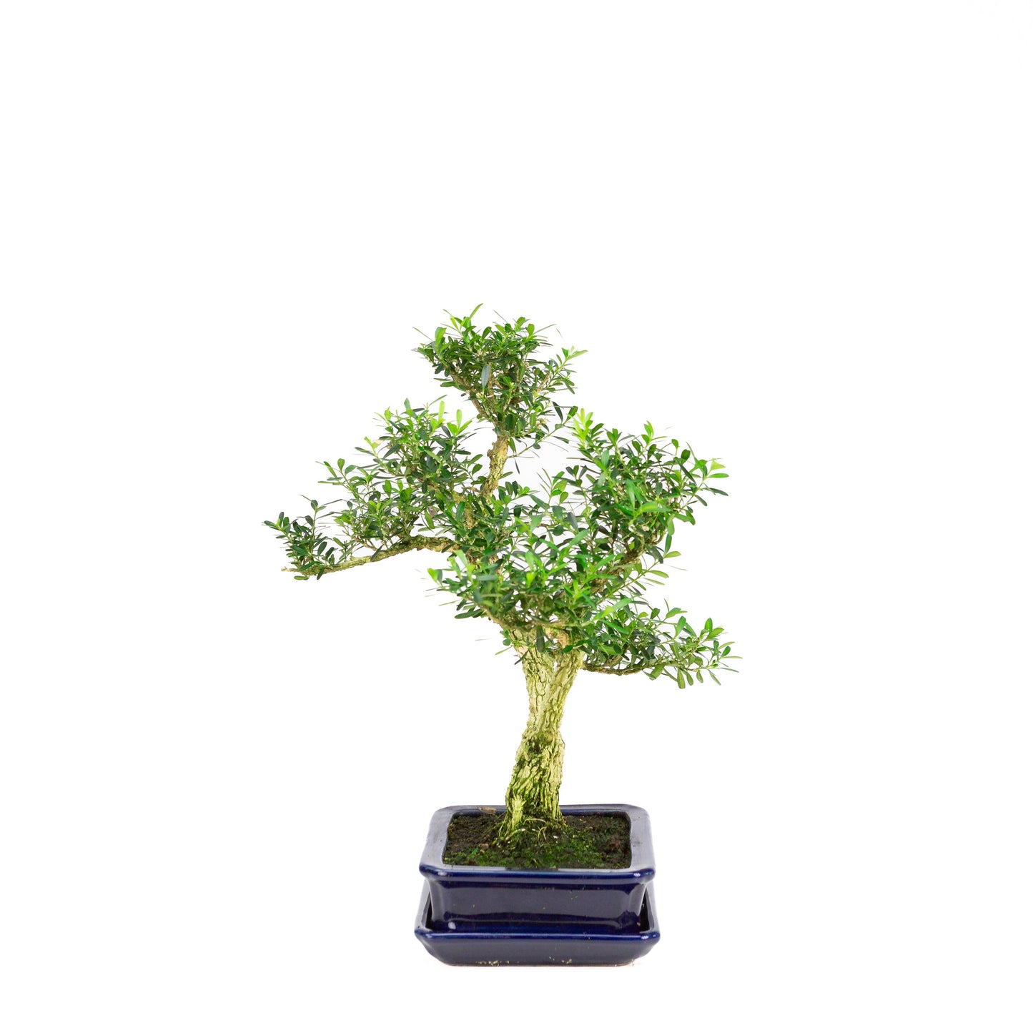 Buxus harlandii Bonsai in einer blauen Schale, 17 cm hoch, Gesamthöhe ca. 34 cm