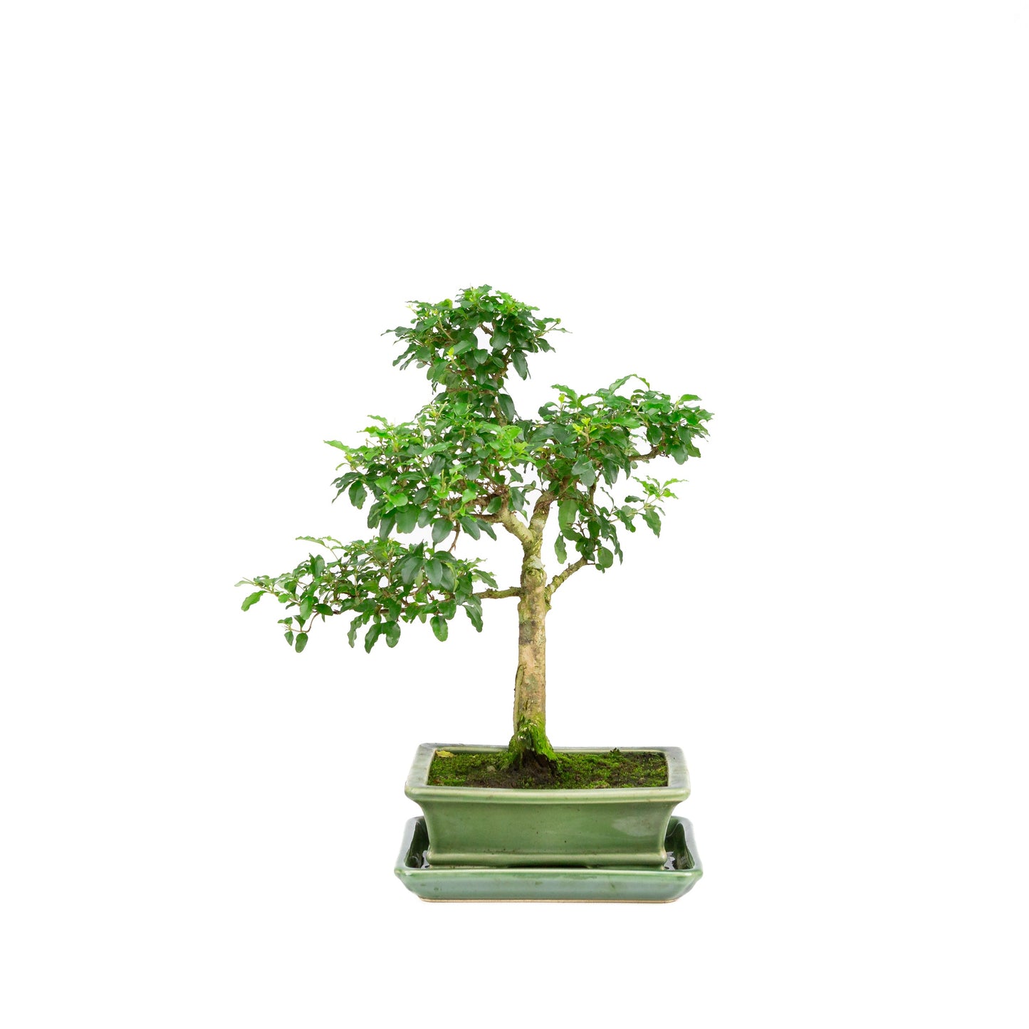 Ligustrum ovalifolium Bonsai in einer grünen Schale, 16 cm Durchmesser, Höhe ca. 32 cm