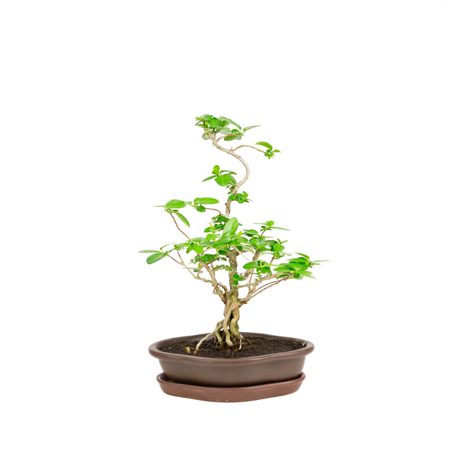 Binnen Bonsai Premna bruine mokko pot 22cm, hoogte ~35cm