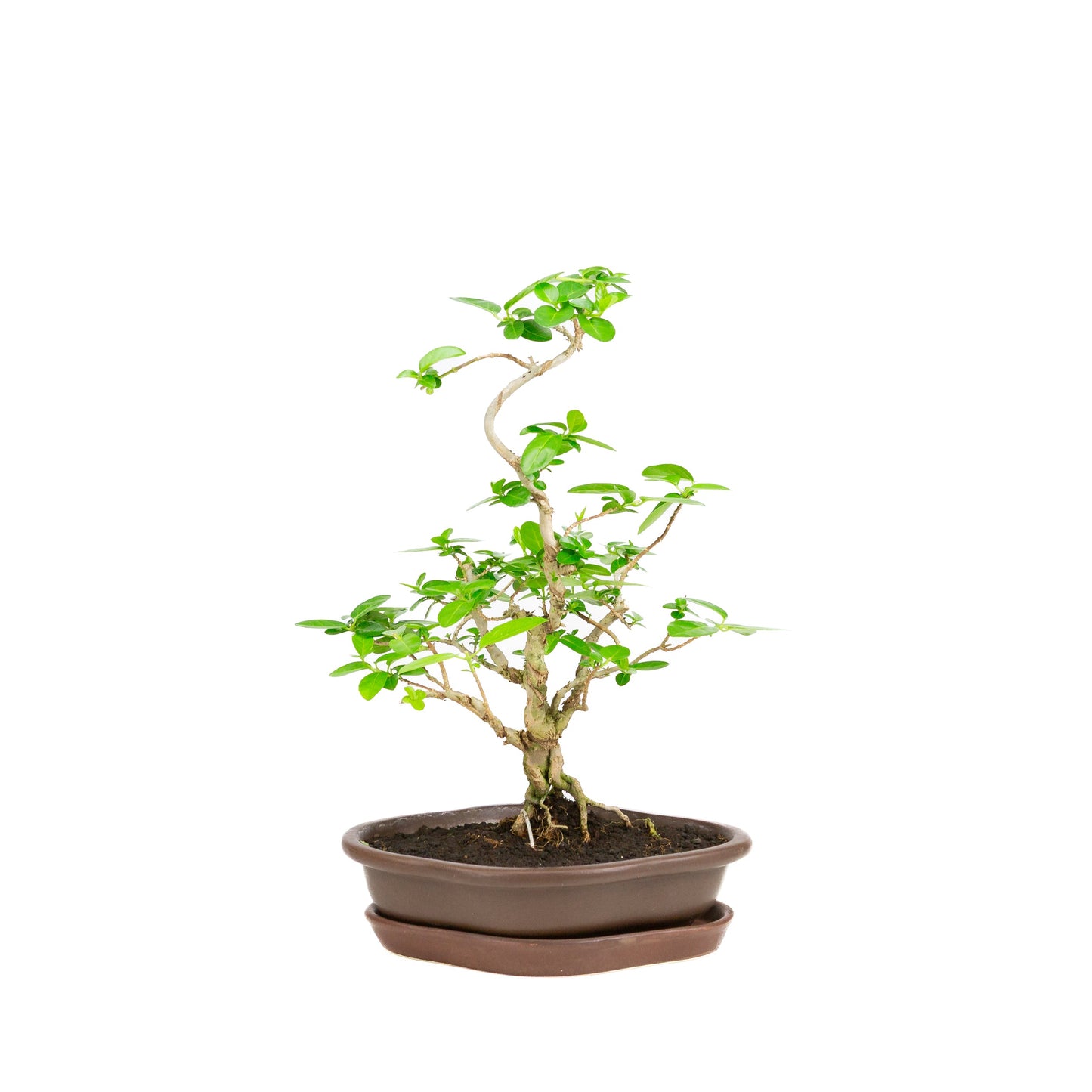 Premna Bonsai in einer braunen Schale, 17 cm Durchmesser, Höhe ca. 22 cm