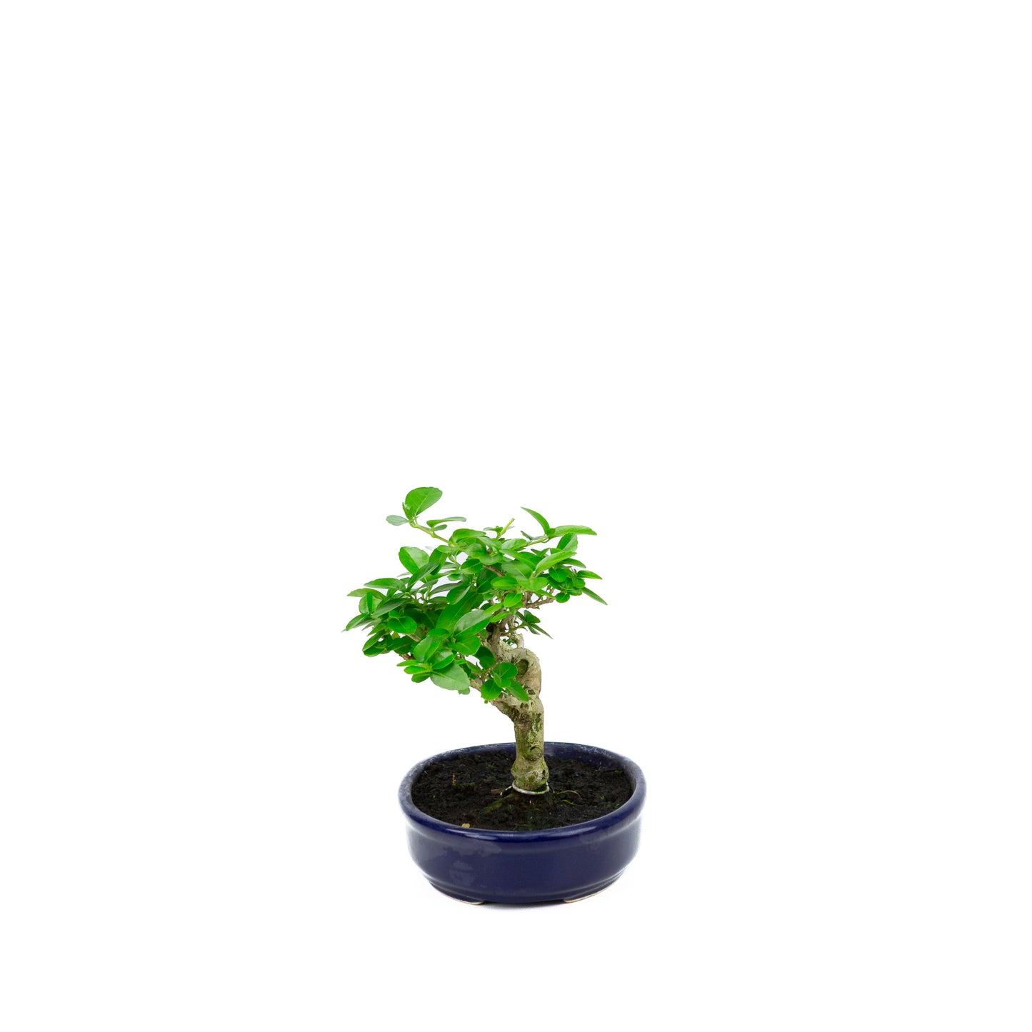 Premna microphylla (Moschus-Ahorn), Höhe ~18cm