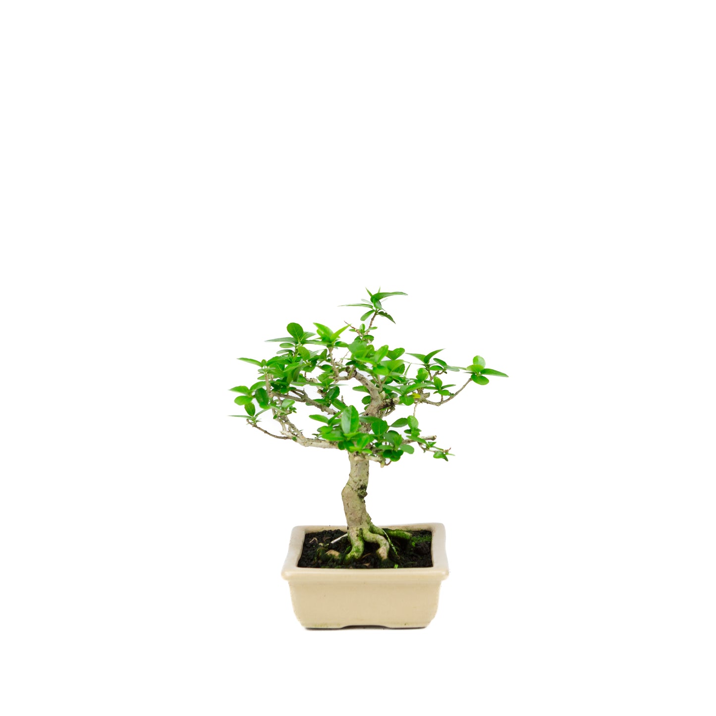Premna microphylla (Moschustremna), Höhe ~21cm