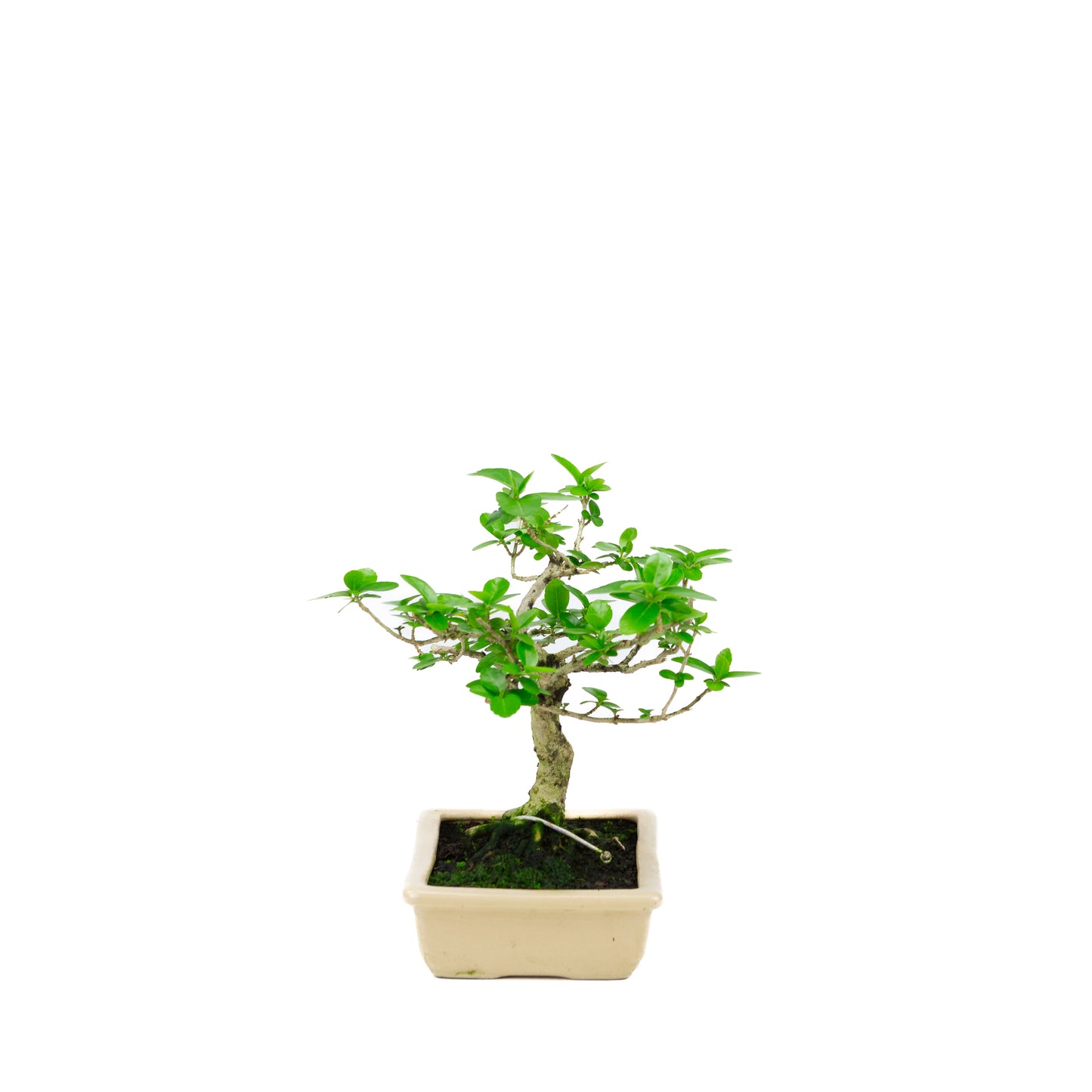 Premna microphylla (Moschustremna), Höhe ~21cm