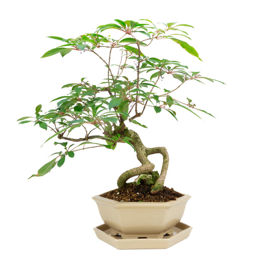 Hamelia patens (vuurstruik), hoogte ~48cm