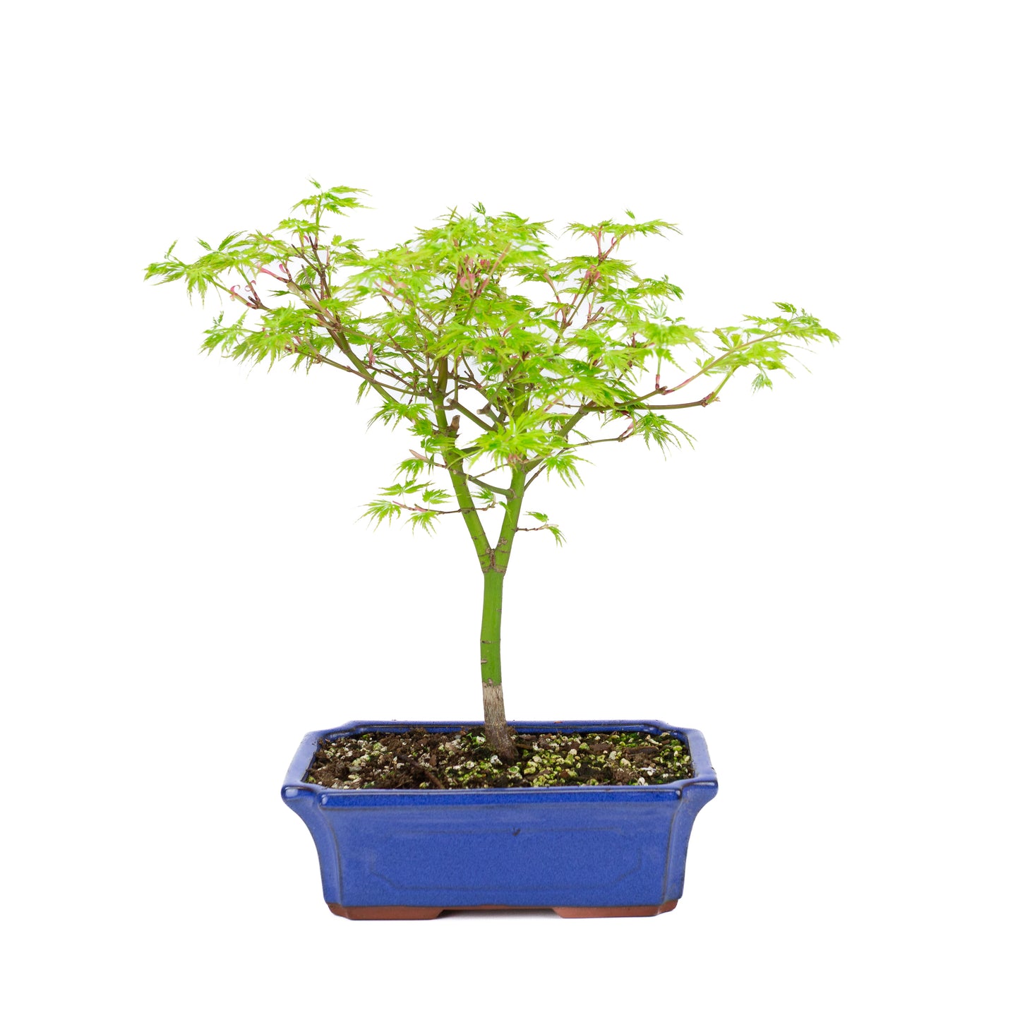 Acer palmatum 'Seiryu' (Japanischer Ahorn), Höhe ~39cm