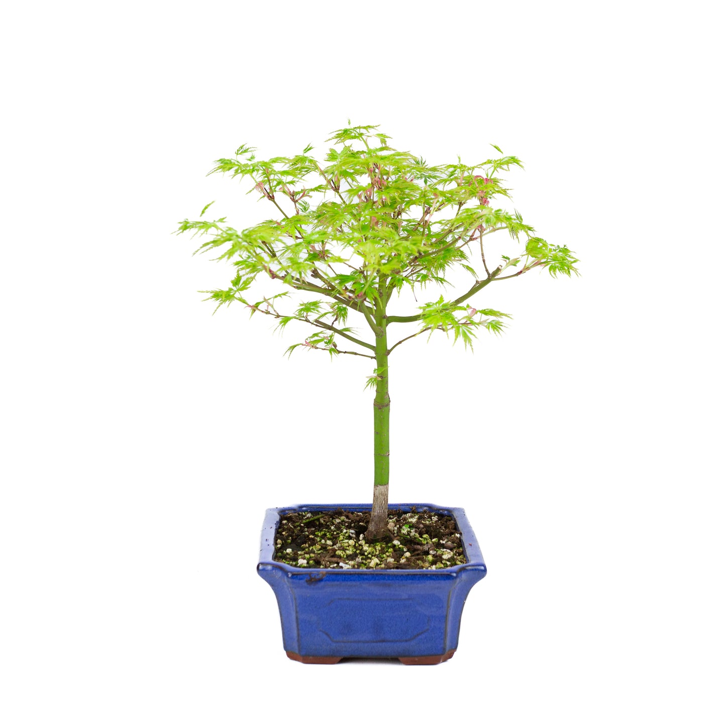 Acer palmatum 'Seiryu' (Japanischer Ahorn), Höhe ~39cm