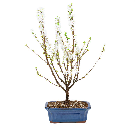 Prunus tomentosa (Nanking-Kirsche), Höhe ~53cm