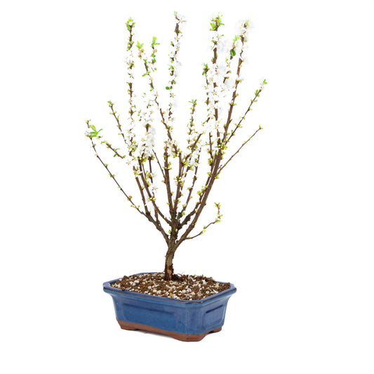 Prunus tomentosa (Nanking-Kirsche), Höhe ~53cm