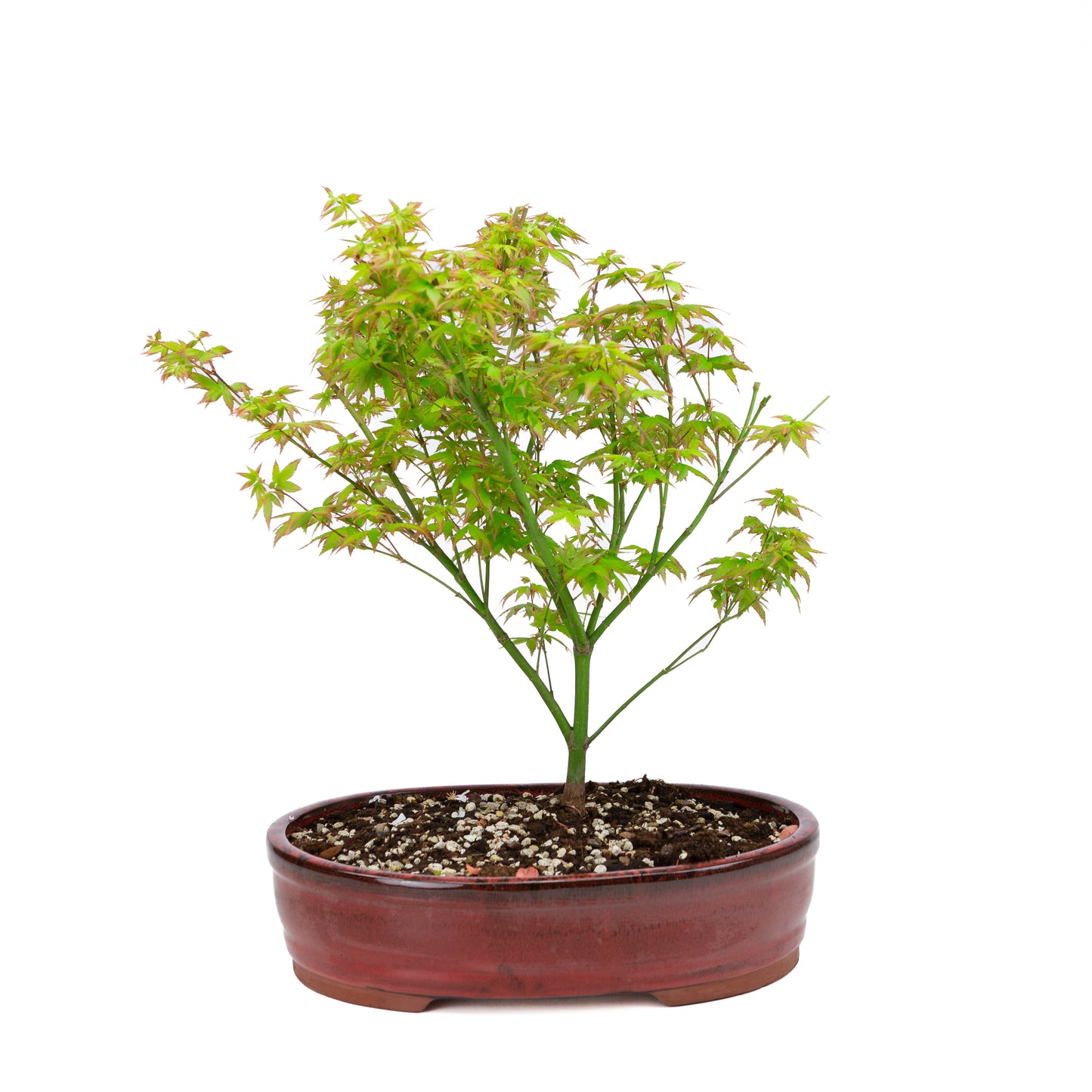 Acer palmatum 'Little Princess' (Japanischer Ahorn), Höhe ~43cm