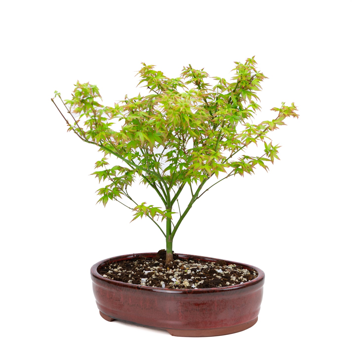 Acer palmatum 'Little Princess' (Japanischer Ahorn), Höhe ~43cm