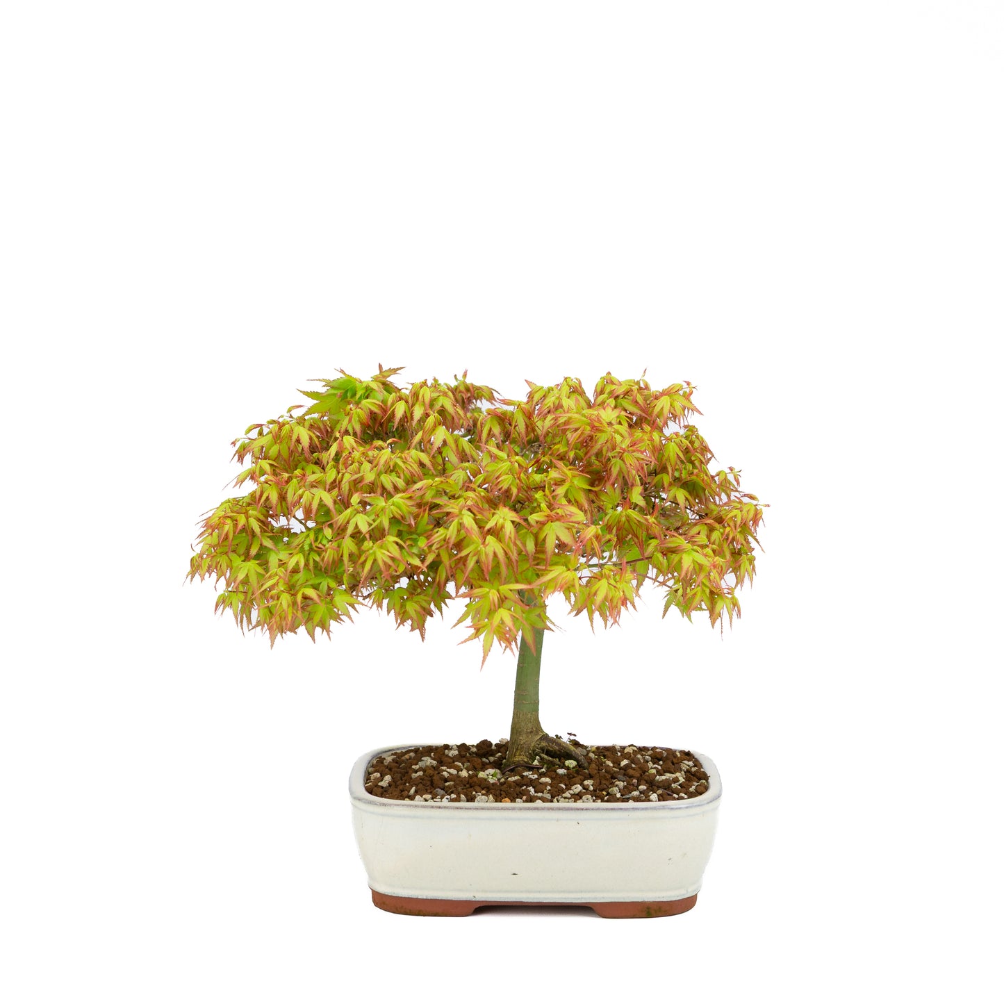 Acer palmatum 'Kiyohime' (Japanischer Ahorn), Höhe ~30cm