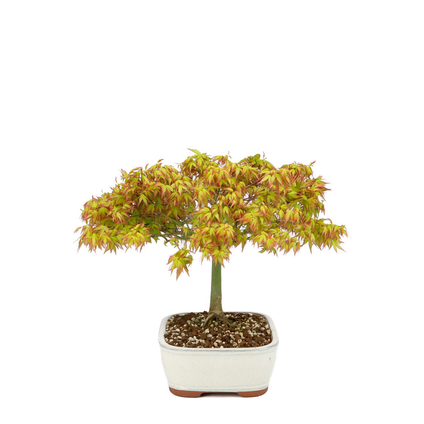 Acer palmatum 'Kiyohime' (Japanischer Ahorn), Höhe ~30cm