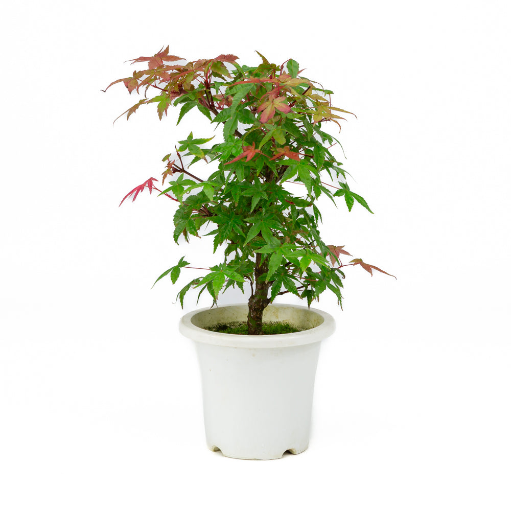 Acer palmatum Kunststofftopf 13cm, Höhe ~33cm