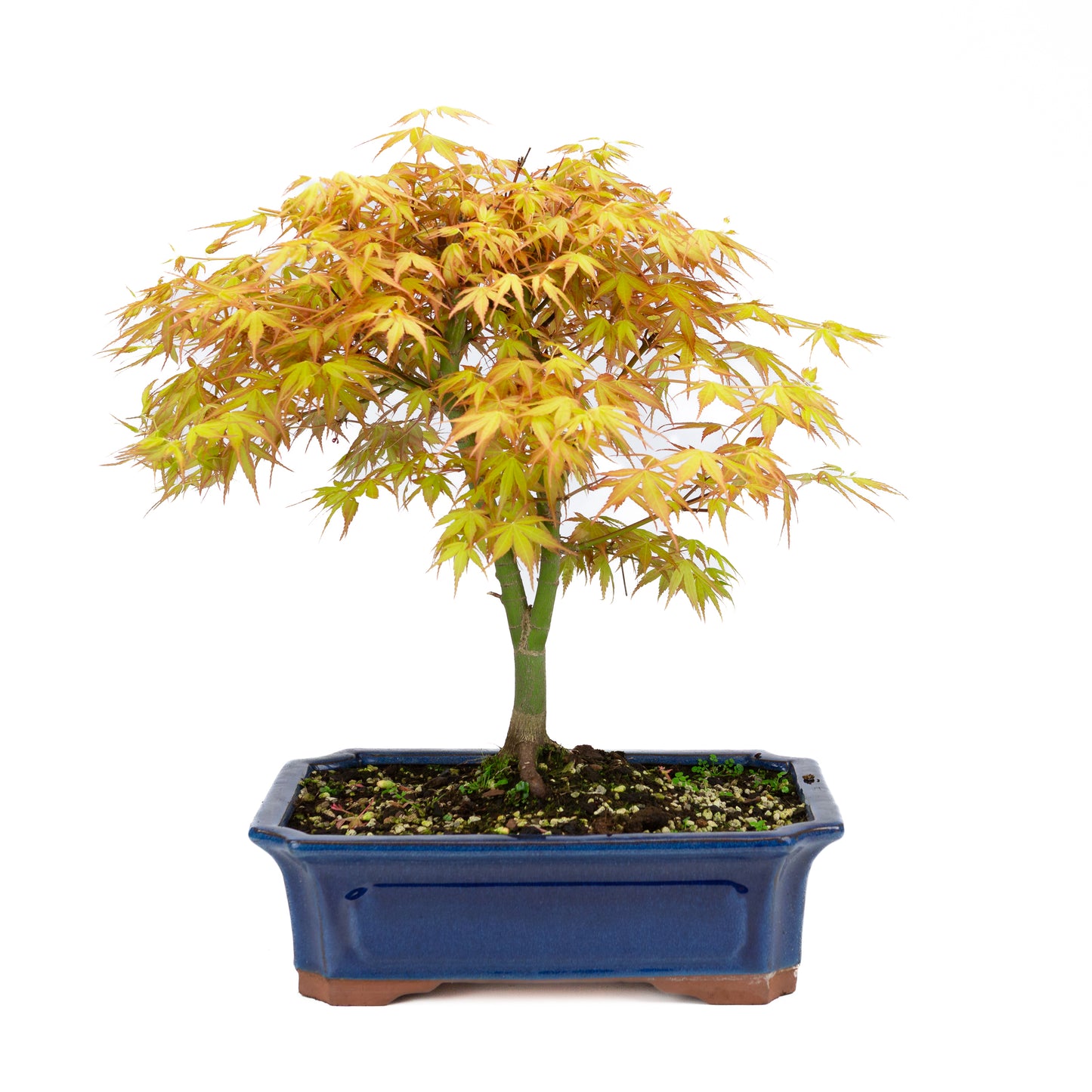 Acer palmatum 'Katsura' (Japanischer Ahorn), Höhe ~46cm