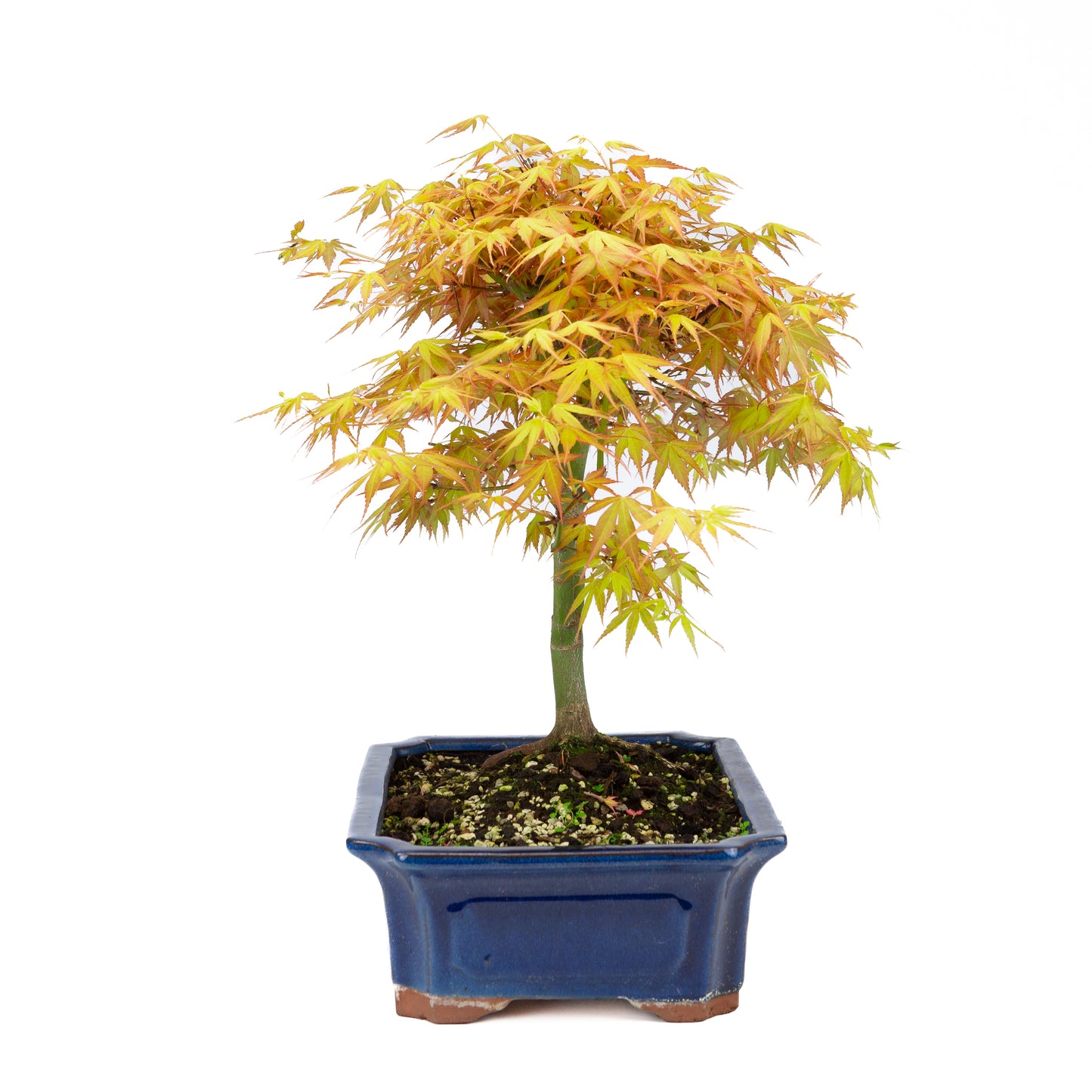 Acer palmatum 'Katsura' (Japanischer Ahorn), Höhe ~46cm
