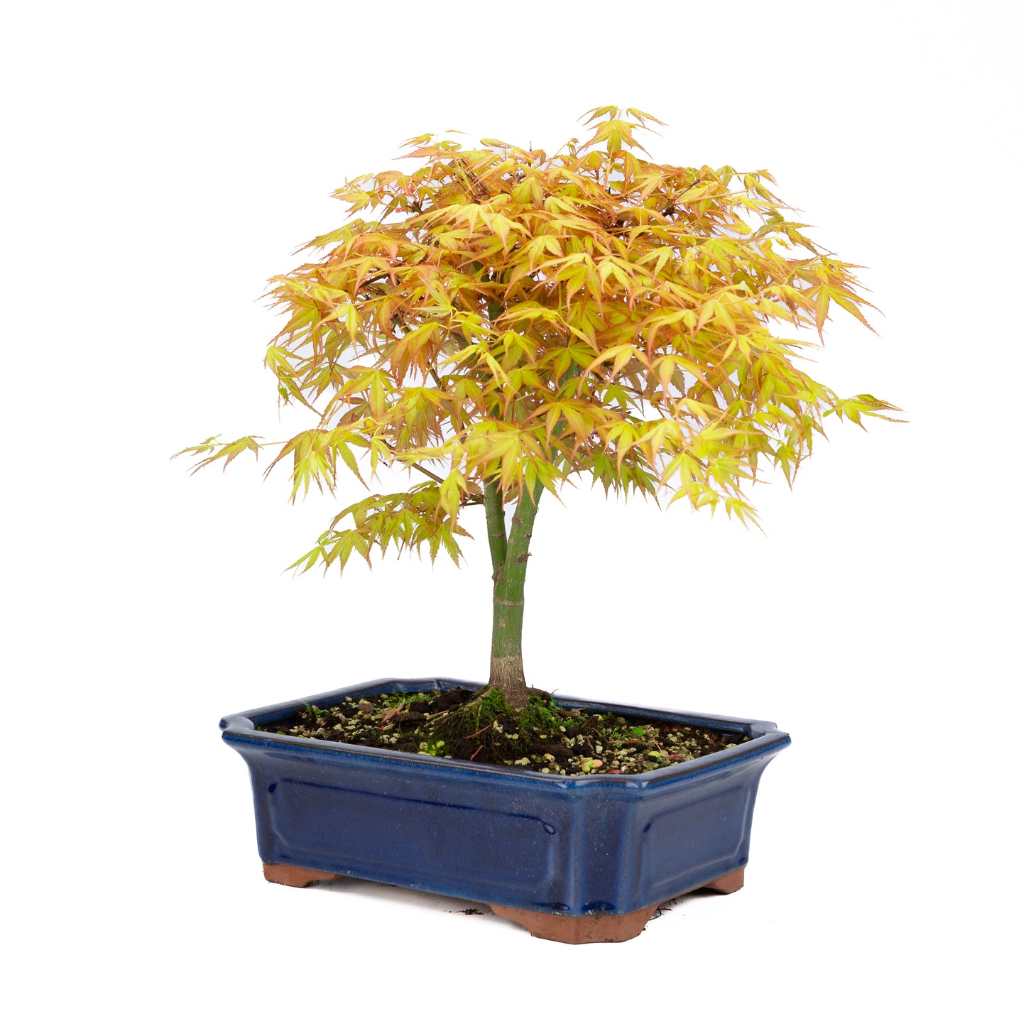 Acer palmatum 'Katsura' (Japanischer Ahorn), Höhe ~46cm