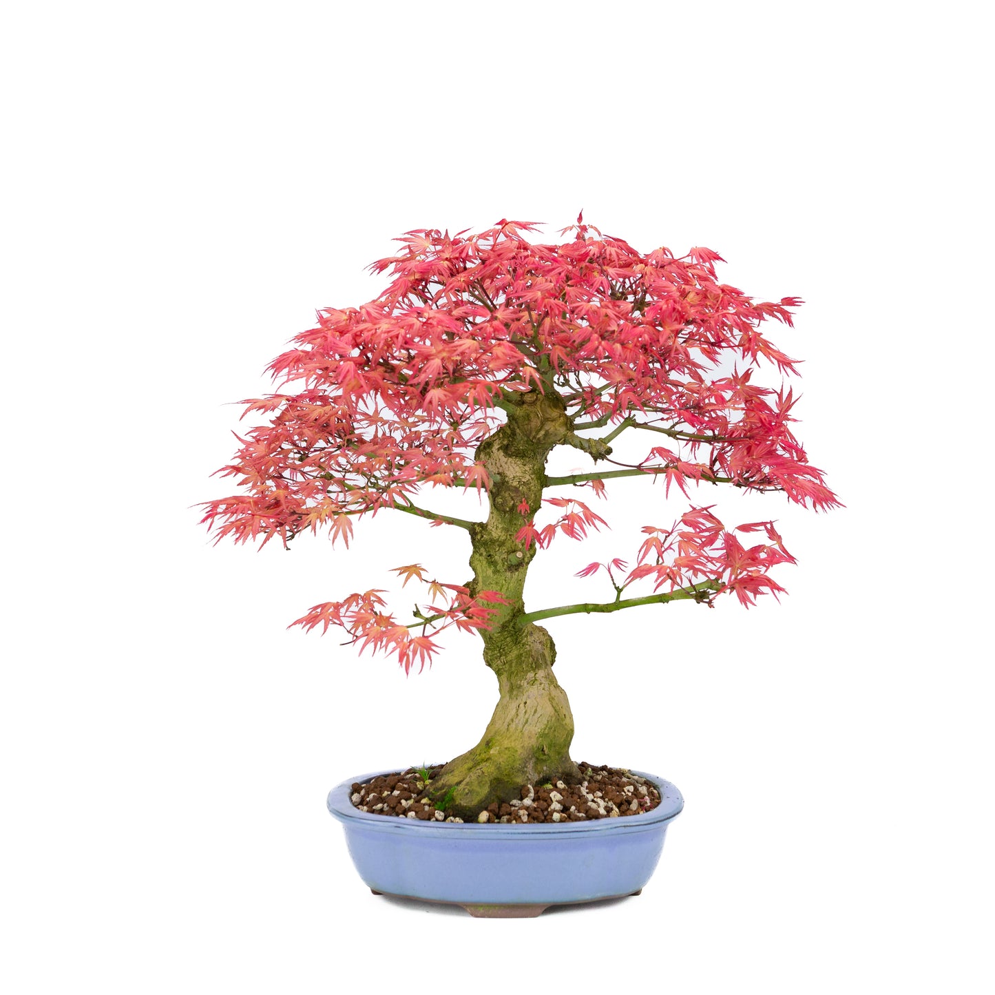 Acer palmatum 'Benichidori' (Japanischer Ahorn), Höhe ~38cm