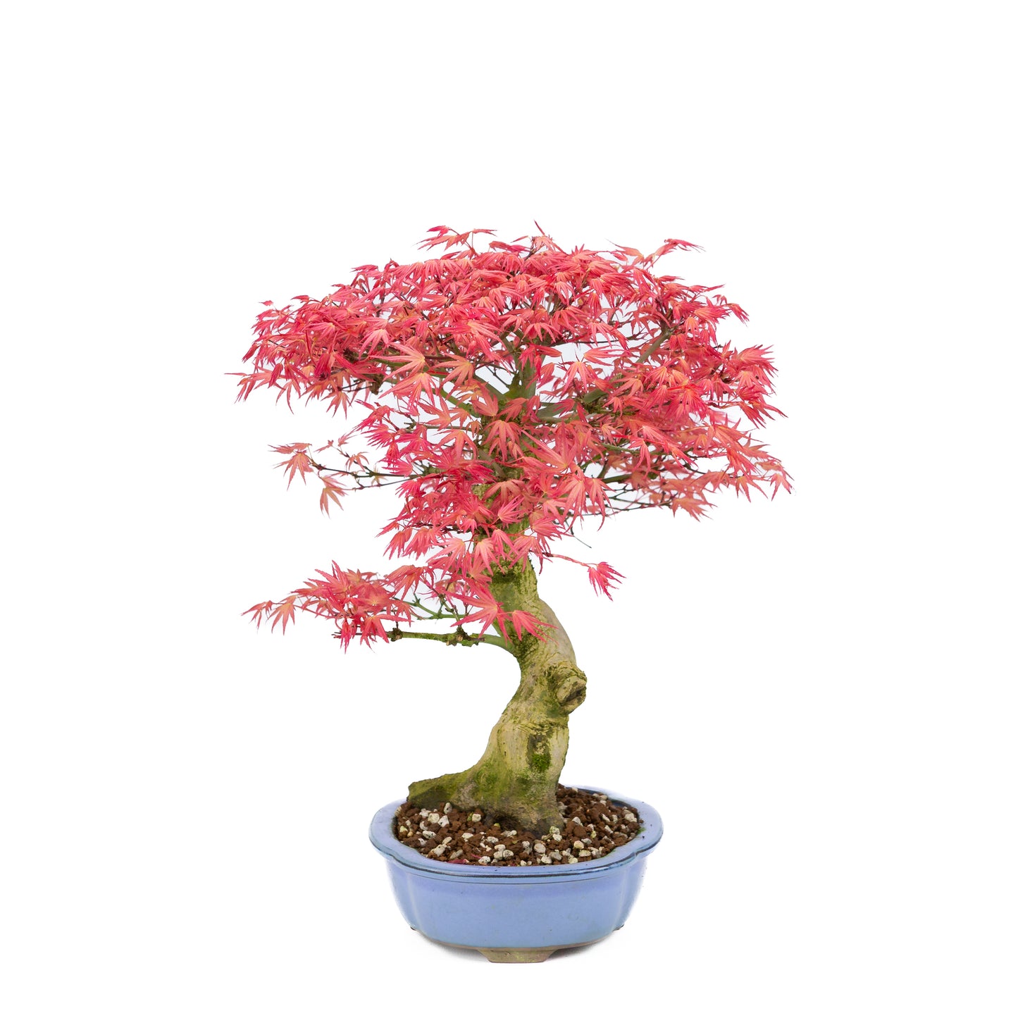 Acer palmatum 'Benichidori' (Japanischer Ahorn), Höhe ~38cm