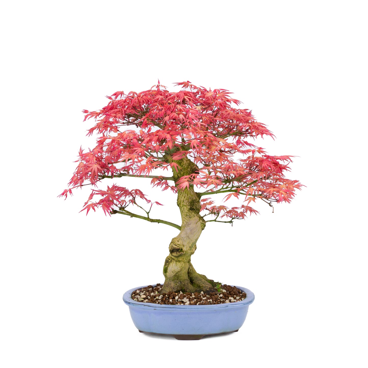 Acer palmatum 'Benichidori' (Japanischer Ahorn), Höhe ~38cm