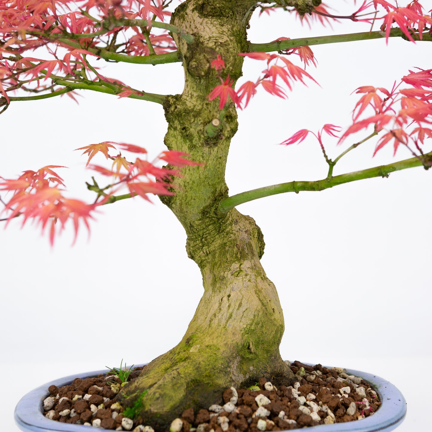Acer palmatum 'Benichidori' (Japanischer Ahorn), Höhe ~38cm