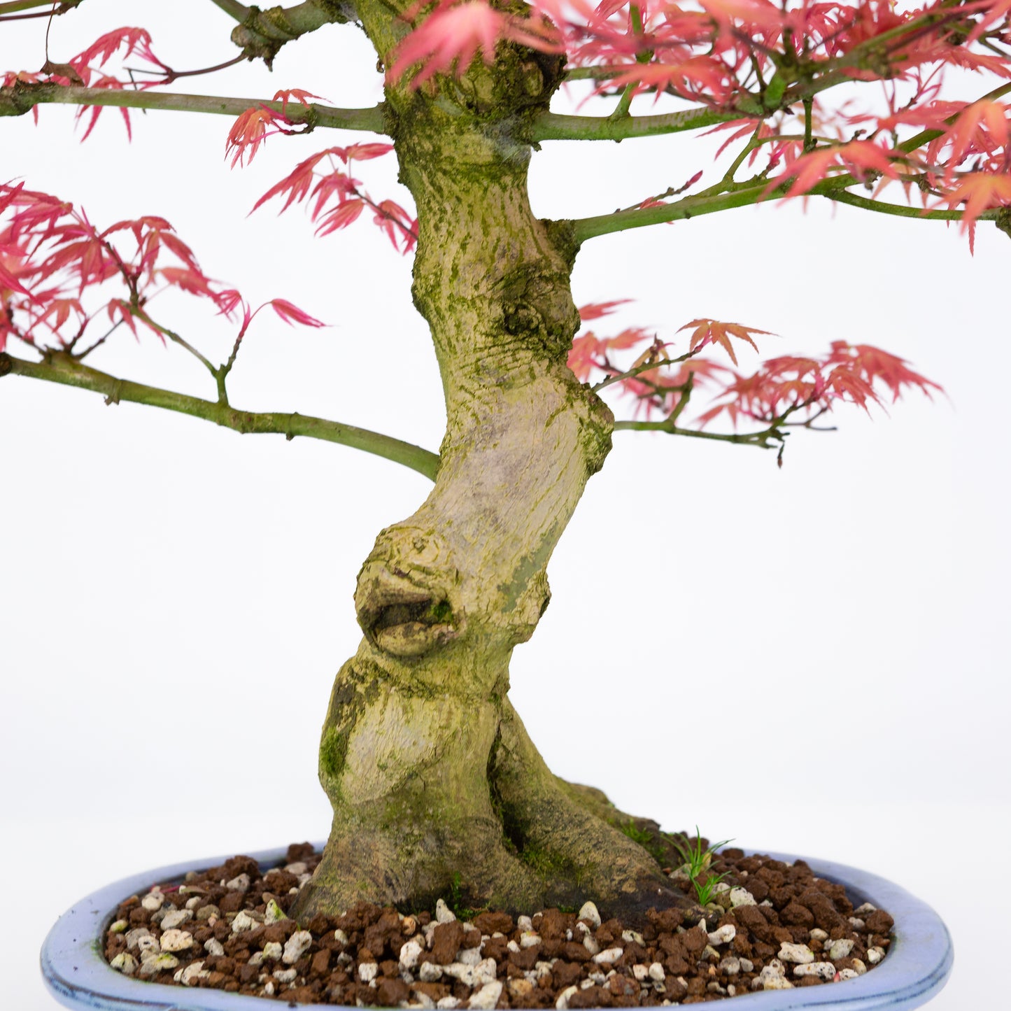 Acer palmatum 'Benichidori' (Japanischer Ahorn), Höhe ~38cm