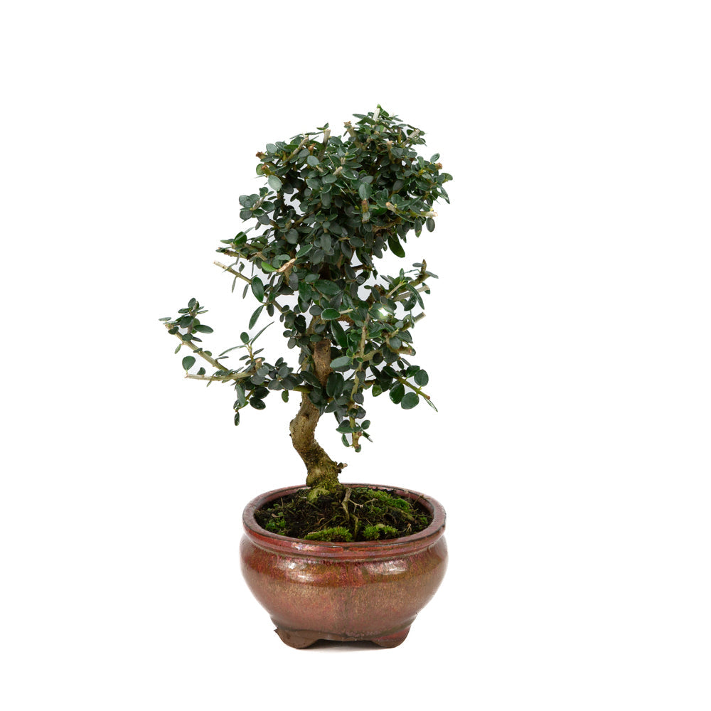 Olea europaea sylvestris rot ovaler Schale 15cm, Höhe ~32cm