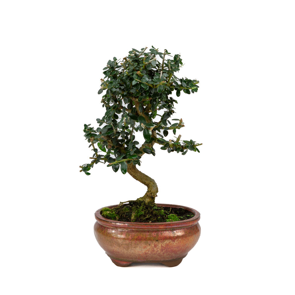 Olea europaea sylvestris rot ovaler Schale 15cm, Höhe ~32cm