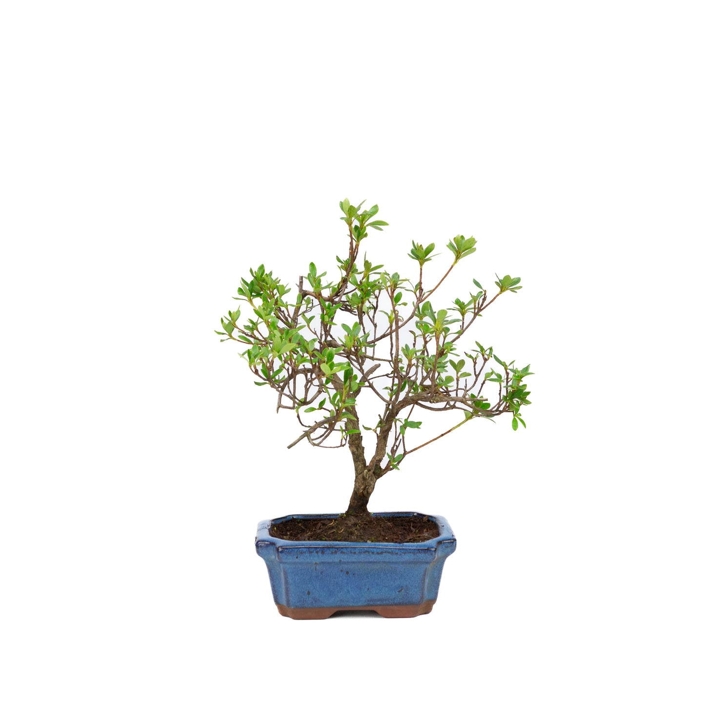 Rhododendron blau rechteckiger Schale 15cm, Höhe ~30cm