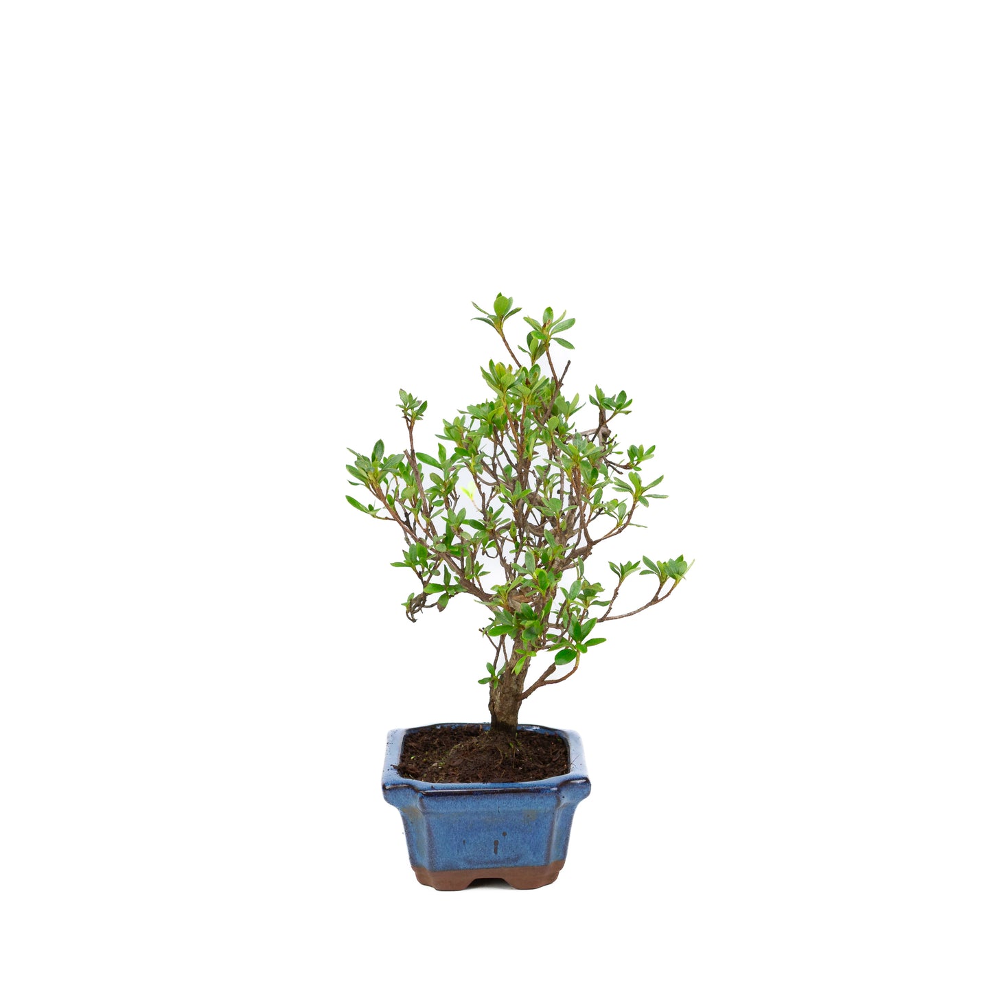Rhododendron blau rechteckiger Schale 15cm, Höhe ~30cm