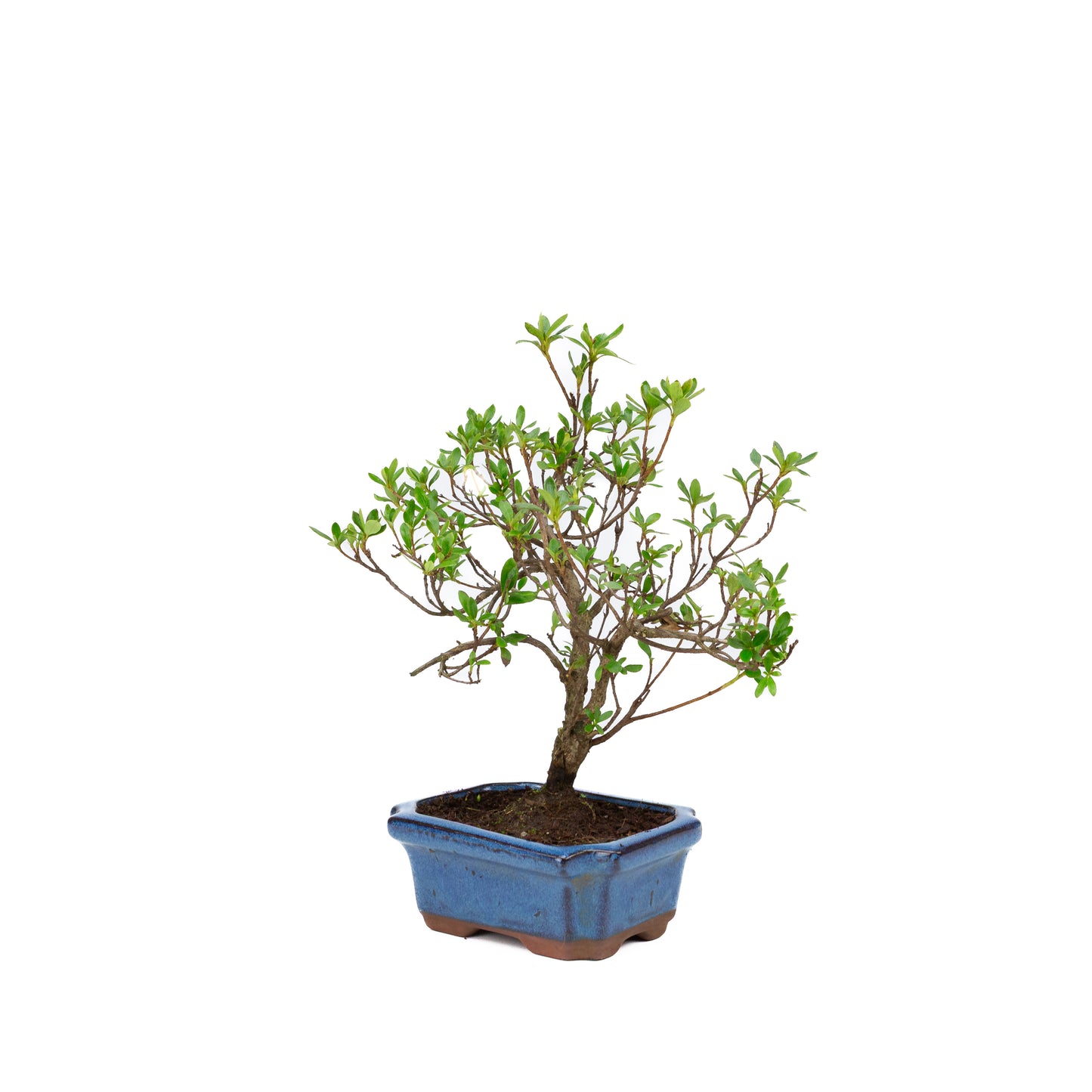 Rhododendron blau rechteckiger Schale 15cm, Höhe ~30cm