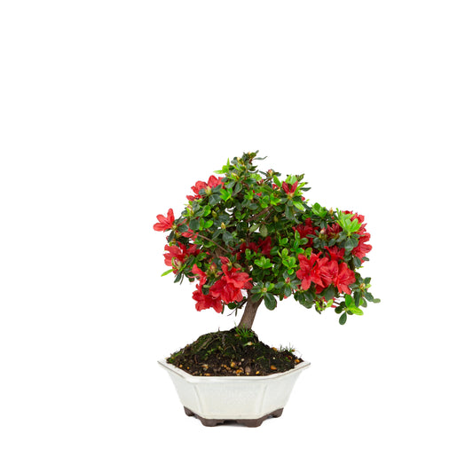 Rhododendron indicum (Satsuki-Azalee), Höhe ~33cm