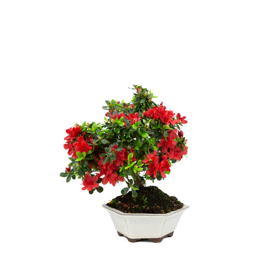 Rhododendron indicum (Satsuki-Azalee), Höhe ~33cm