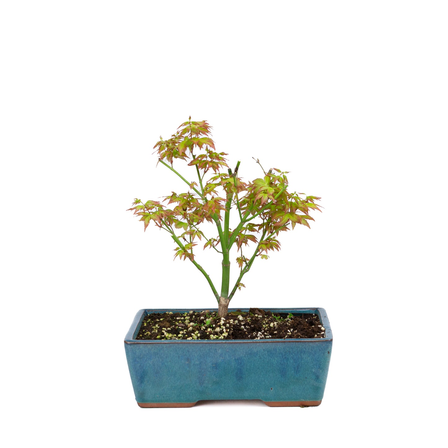 Acer palmatum 'Little Princess' (Japanischer Ahorn), Höhe ~34cm