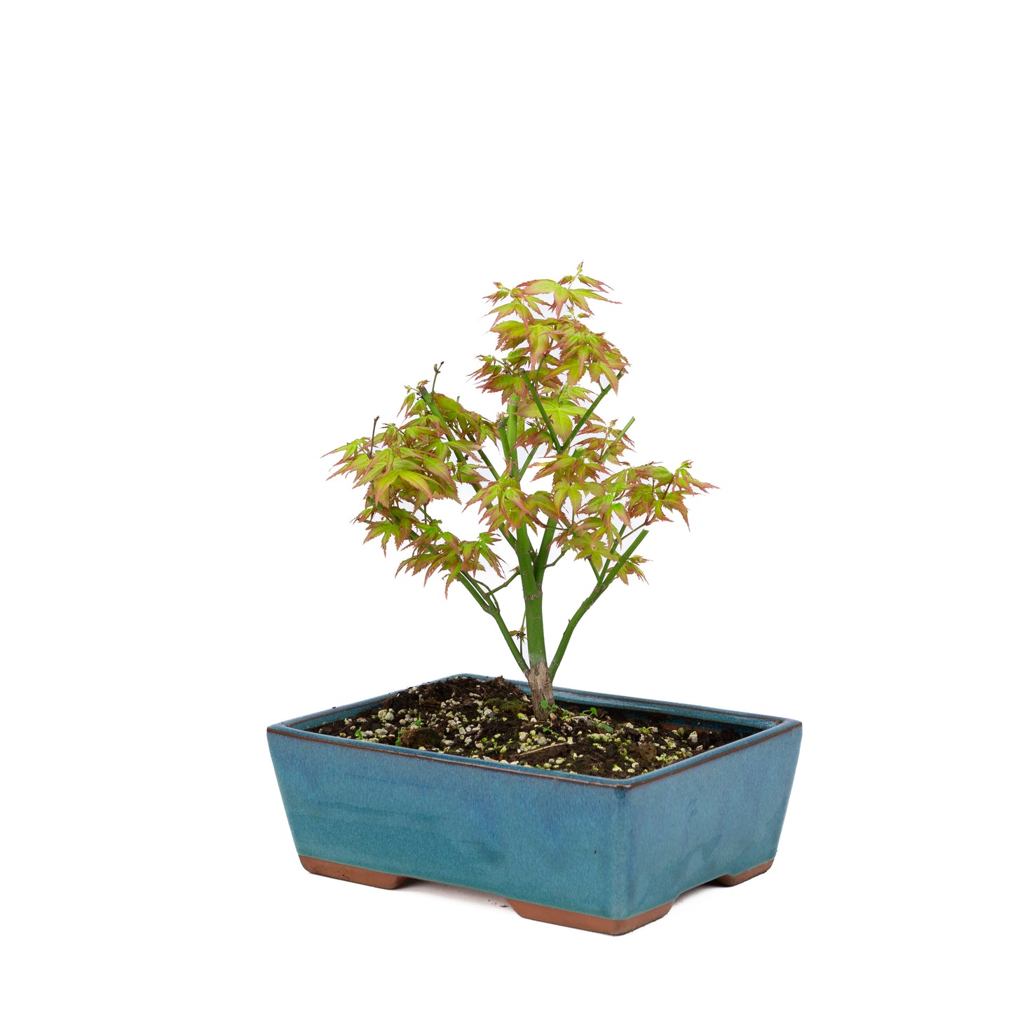 Acer palmatum 'Little Princess' (Japanischer Ahorn), Höhe ~34cm